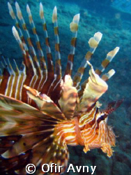 Common Lionfish from profile ;) by Ofir Avny 